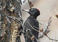 Black woodpecker (Dryocopus martius) © Phil Farrer