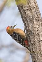 Rufous-bellied woodpecker C20D 02988.jpg