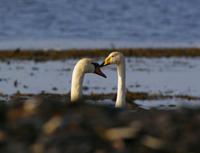 Mute Swan & Whooper Swan