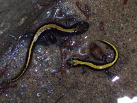 : Ambystoma macrodactylum; Western Long-toed Salamander
