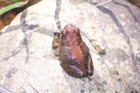 : Pseudacris regilla cascadae; Cascade Mountain Treefrog