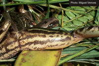 : Ptychadena subpunctata; Spotted Ridged Frog