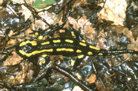 : Salamandra salamandra; Fire Salamander