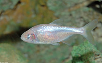 : Anoptichthys jordani; Blind Cavefish