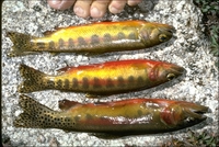 : Oncorhynchus aguabonita; Golden Trout