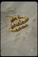 : Chionactis occipitalis annulata; Banded Burrowing Snake