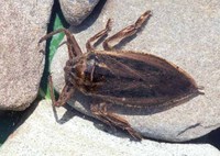 : Lethocerus americanus; Giant Water Bug