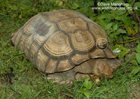 : Manouria emys ssp. emys; Burmese Mountain Tortoise