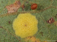 : Liodora pattersonae; Plate Gall Wasp;
