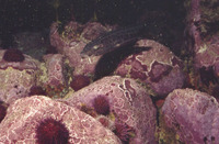 Poroderma pantherinum, Leopard catshark: fisheries, gamefish