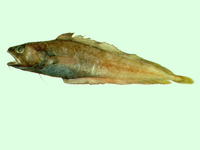 Physiculus japonicus, Japanese codling: fisheries