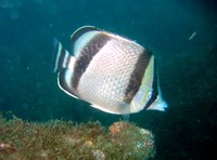 Chaetodon humeralis, Threebanded butterflyfish: aquarium