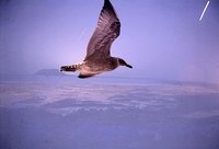 Larus michahellis - Western Yellow-legged Herring Gull