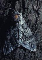Image of: Sphingidae (hawk moths, hornworms, and sphinx moths)