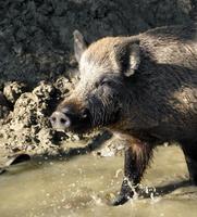 Sus scrofa - Central European Wild Pig