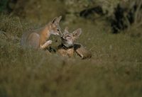 Vulpes velox mutica - San Joaquin Kit Fox