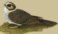 Image of: Aegotheles bennettii (barred owlet-nightjar)