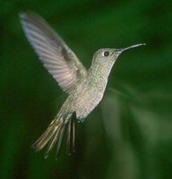 Sombre Hummingbird - Campylopterus cirrochloris