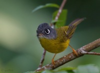 Gray-cheeked Warbler - Seicercus poliogenys