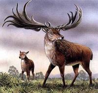 Giant Deer (Megaloceros giganteus)