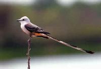 A perched Scissor-tailed Flycatcher