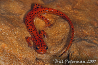 : Eurycea lucifuga; Cave Salamander