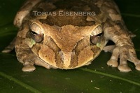 : Smilisca baudinii; Mexican Treefrog