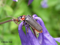 Cantharis fusca - Soldier beetle