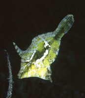 Acreichthys tomentosus, Bristle-tail file-fish: fisheries