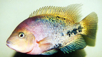 Vieja synspila, Redhead cichlid: aquarium