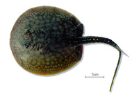 Potamotrygon hystrix, Porcupine river stingray: fisheries, aquarium