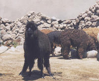 Image of: Lama pacos (alpaca)