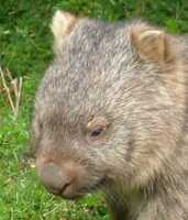 Vombatus ursinus - Common Wombat