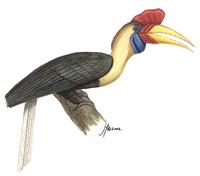 Image of: Aceros cassidix (knobbed hornbill)