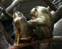 Macaca nemestrina - Pigtail Macaque