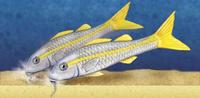 Image of: Mullidae (goat fishes), Mulloidichthys martinicus (yellow goatfish)