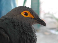 Black Cuckoo Dove - Turacoena modesta