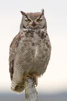 Magellanic Horned Owl - Bubo magellanicus