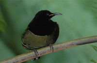 Victoria's Riflebird - Ptiloris victoriae