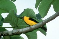 Oriole Blackbird - Gymnomystax mexicanus