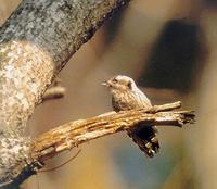 아물쇠딱다구리 영어명 Grey-headed Pygmy Woodpecker 학명 Dendrocopos canicapillus