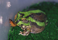 : Chacophrys pierottii