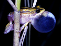 : Hyperolius marmoratus; Painted Reed Frog