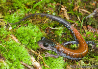 : Plethodon yonahlossee; Yonahlossee Salamander