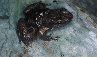 : Rheobates palmatus