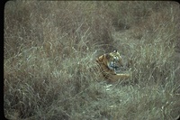 : Panthera tigris; Bengal Tiger