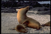 : Zalophus californianus wollebakei; Galapagos Sea Lion