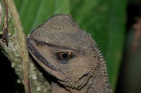 : Enyalioides heterolepis; Wood Lizard