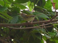 Common Tailorbird(Orthotomus sutorius)