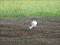 황새(White Stork)